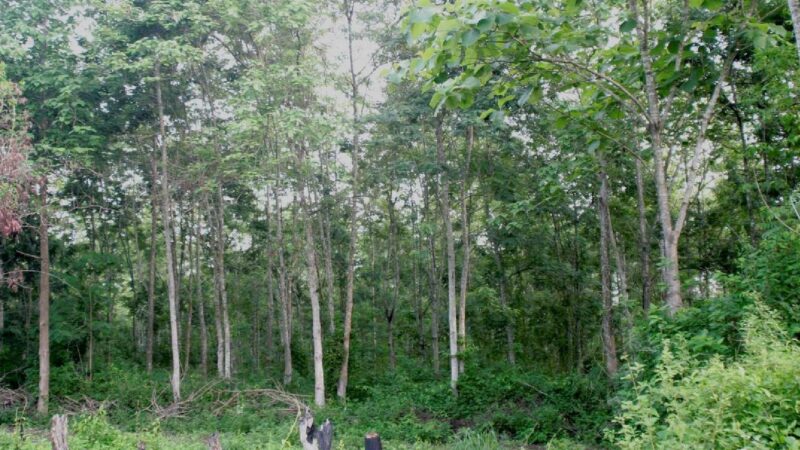Bénin : la forêt sacrée d’Ookpo reçoit le Prix UNESCO 2025 pour les savoirs autochtones