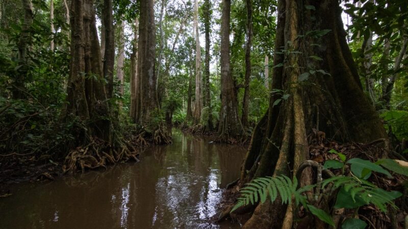 Le Bénin interdit l’exportation des bois et produits de bois pour préserver les forêts