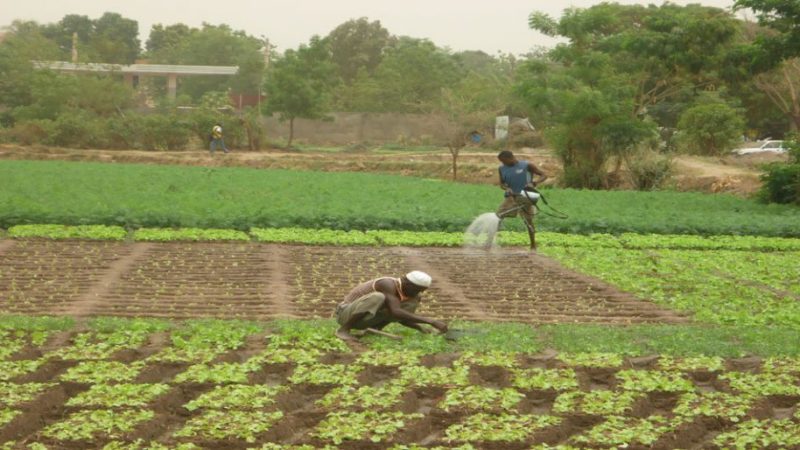 Nouveau départ pour les maraîchers d’Avlékété : vers leur réinstallation dans le cadre des projets touristiques à Ouidah