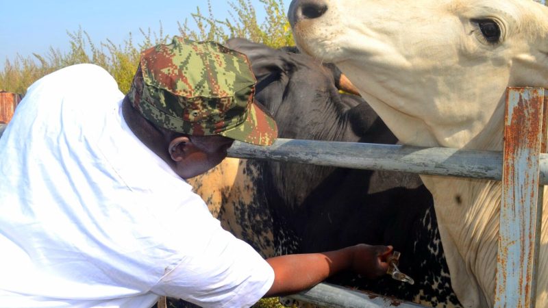 Bénin – Malanville : quand l’armée panse les plaies des troupeaux peulhs pour mieux protéger le nord