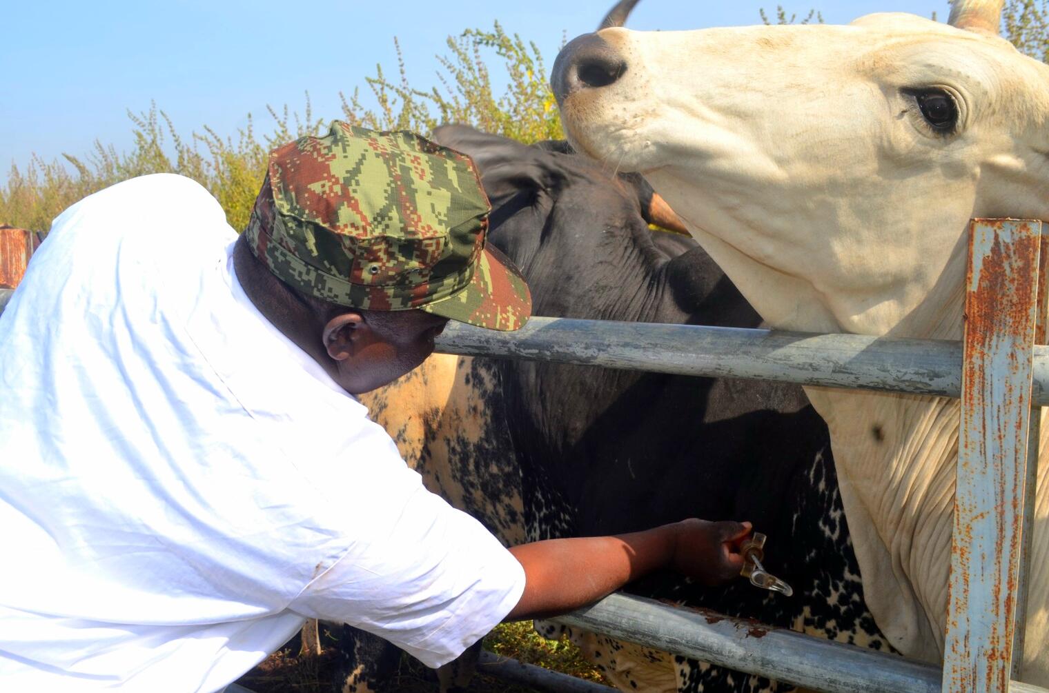 Bénin – Malanville : quand l’armée panse les plaies des troupeaux peulhs pour mieux protéger le nord
