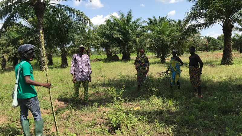 Les agriculteurs du sud du Bénin transforment les palmeraies en système de résilience face au changement climatique