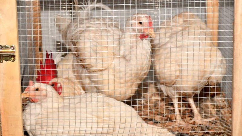 Souveraineté alimentaire: quand le Bénin décide de reprendre le contrôle de son assiette