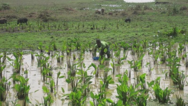 Bénin – L’Ouémé sous les eaux : quand la résilience agricole devient un impératif