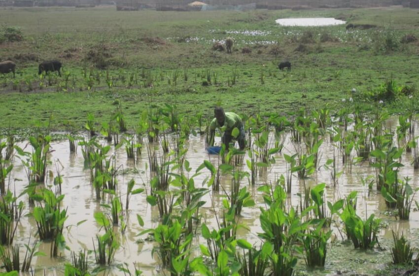 Bénin – L’Ouémé sous les eaux : quand la résilience agricole devient un impératif